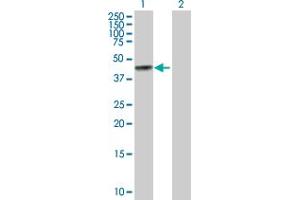 Western Blot analysis of BGN expression in transfected 293T cell line by BGN MaxPab polyclonal antibody. (Biglycan antibody  (AA 1-368))