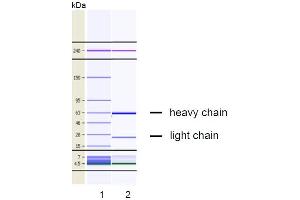 CGE analysis of purified VP-2E8 monoclonal antibody. (EPOR antibody)