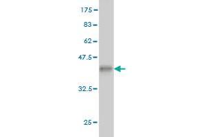 Western Blot detection against Immunogen (36. (BCS1L antibody  (AA 320-418))