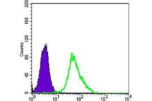 Flow cytometric analysis of Hela cells using anti-MAP2K2 mAb (green) and negative control (purple). (MEK2 antibody)