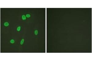 Immunofluorescence analysis of HeLa cells, using Histone H3 (Ab-27) Antibody.