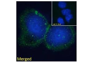 ABIN184602 Immunofluorescence analysis of paraformaldehyde fixed HepG2 cells, permeabilized with 0. (B-Cell Linker antibody  (C-Term))