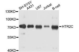 Western blot analysis of extracts of various cell lines, using HTR2C antibody. (HTR2C antibody)