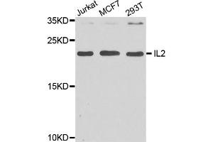Western blot analysis of extract of various cells, using IL2 antibody. (IL-2 antibody)