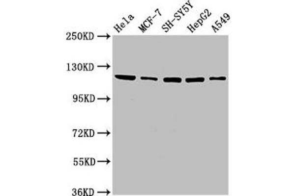 USP48 antibody  (AA 358-508)