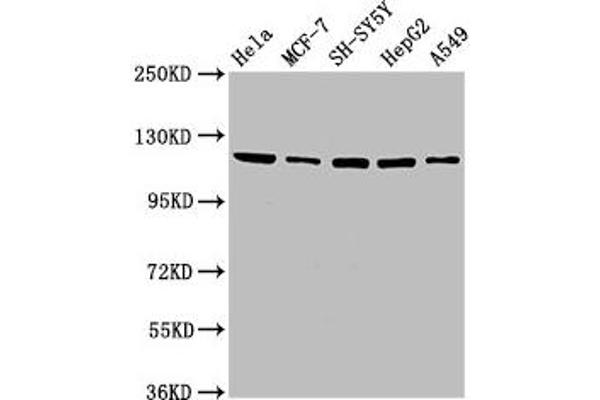 USP48 antibody  (AA 358-508)