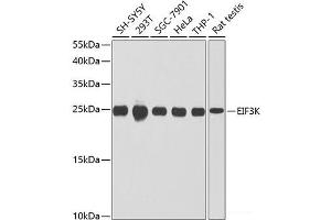 Western blot analysis of extracts of various cell lines using EIF3K Polyclonal Antibody at dilution of 1:1000.