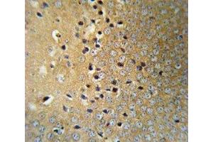 VHL antibody IHC analysis in formalin fixed and paraffin embedded mouse brain tissue. (VHL antibody  (AA 43-71))
