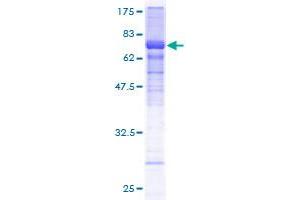 Image no. 1 for Host Cell Factor C2 (HCFC2) (AA 1-412) protein (GST tag) (ABIN1306420)