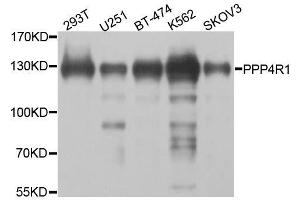 Western blot analysis of extracts of various cell lines, using PPP4R1 antibody. (PPP4R1 antibody  (AA 324-647))