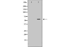 Western blot analysis of Mouse liver tissue lysates, using PCCB Antibody. (PCCB antibody  (Internal Region))