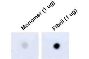 Dot Blot analysis using Mouse Anti-Tau Monoclonal Antibody, Clone 1D5 (ABIN6952065). (tau antibody)