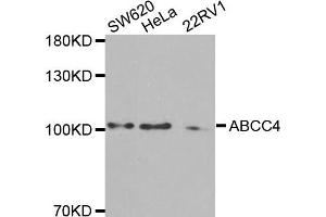 Western blot analysis of extracts of various cell lines, using ABCC4 antibody. (ABCC4 antibody)