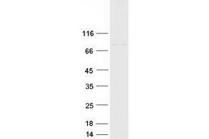 Validation with Western Blot (CSTF3 Protein (Transcript Variant 1) (Myc-DYKDDDDK Tag))