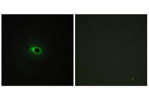 Immunofluorescence (IF) image for anti-Collagen, Type XII, alpha 1 (COL12A1) (Internal Region) antibody (ABIN1850304) (COL12A1 antibody  (Internal Region))