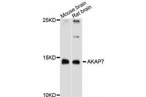 Western blot analysis of extracts of various cell lines, using AKAP7 antibody (ABIN4902864) at 1:3000 dilution. (AKAP7 antibody)