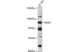 Western blot analysis of extracts of A-431 cells, using KLHL1 antibody (ABIN7268077) at 1:1000 dilution. (KLHL1 antibody  (AA 1-210))