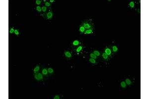 Immunofluorescence staining of Hela cells with ABIN7139609 at 1:5, counter-stained with DAPI. (HIST1H2AG antibody  (meLys9))