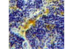 Used in DAB staining on fromalin fixed paraffin-embedded Spleen tissue (Caspase 4 antibody  (AA 78-265))