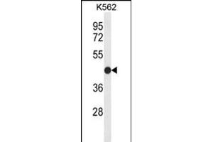 Claudin 15 anticorps  (AA 128-157)