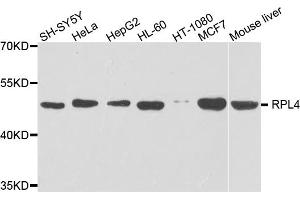Western blot analysis of extracts of various cell lines, using RPL4 antibody (ABIN5975398) at 1/1000 dilution.