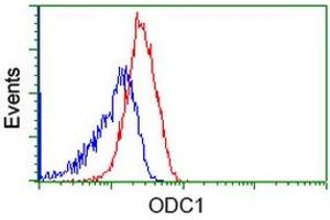Image no. 3 for anti-Ornithine Decarboxylase 1 (ODC1) antibody (ABIN1499910) (ODC1 antibody)