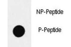 Dot blot analysis of p-SOX2 antibody.