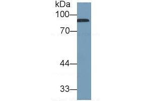 Detection antibody from the kit in WB with Positive Control:  Sample Human serum. (Complement Factor B ELISA Kit)