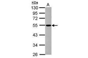 Image no. 1 for anti-Dynactin 4 (DCTN4) (AA 226-460) antibody (ABIN1497782)