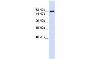 WB Suggested Anti-LAMC1 Antibody Titration: 0. (Laminin gamma 1 antibody  (Middle Region))
