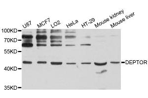 Western blot analysis of extracts of various cell lines, using DEPTOR antibody (ABIN5996741) at 1:3000 dilution.