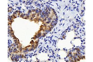 Immunohistochemistry analysis of paraffin-embedded mouse lung using TSC22D3 Polyclonal Antibody at dilution of 1:300. (TSC22D3 antibody)