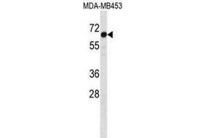 STEAP3 Antibody (C-term) western blot analysis in MDA-MB453 cell line lysates (35µg/lane).