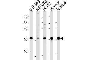 UBE2L3 Antibody (C-term) (ABIN1882145 and ABIN2839154) western blot analysis in U87-MG,mouse NIH/3T3,rat PC-12 cell line and mouse testis,rat testis tissue lysates (35 μg/lane). (UBE2L3 antibody  (C-Term))