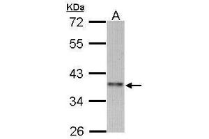 WB Image Sample (30 ug of whole cell lysate) A: 293T 10% SDS PAGE antibody diluted at 1:1000 (CCNI2 antibody)