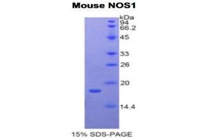 SDS-PAGE (SDS) image for Nitric Oxide Synthase 1, Neuronal (NOS1) (AA 1213-1337) protein (His tag) (ABIN2121770)