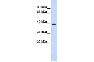 WB Suggested Anti-C2orf60 Antibody Titration:  0. (C2orf60 antibody  (Middle Region))