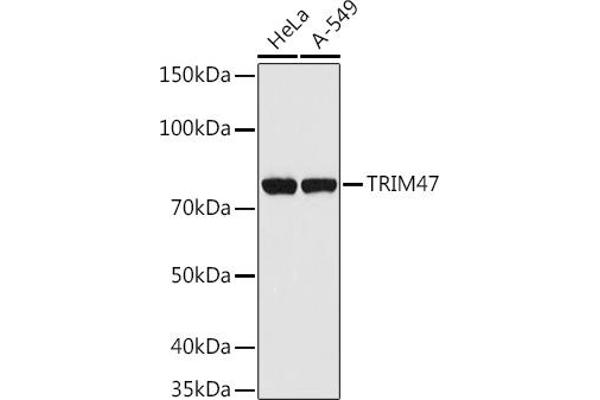 TRIM47 antibody  (AA 356-530)