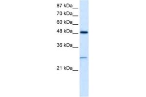 Western Blotting (WB) image for anti-Cl Ion Channel 4 antibody (ABIN2461113) (Cl Ion Channel 4 antibody)