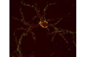 Indirect immunostaining of PFA fixed mouse cortex neurons with anti-GABA-A receptor β1 (dilution 1 : 500; red) and anti-synaptotagmin 1/2 (cat. (GABRB1 antibody)