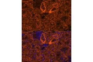Immunofluorescence analysis of mouse kidney using SCNN1G antibody (ABIN7270387) at dilution of 1:100. (SCNN1G antibody  (AA 100-250))
