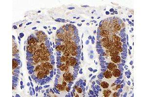 Immunohistochemistry analysis of paraffin-embedded mouse colon using MUC2 Polyclonal Antibody at dilution of 1:600. (MUC2 antibody)