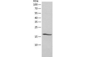 Western Blotting (WB) image for Fibroblast Growth Factor 6 (FGF6) (AA 41-208) protein (His tag) (ABIN7122945) (FGF6 Protein (AA 41-208) (His tag))