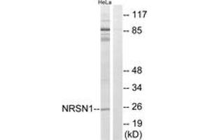 Western Blotting (WB) image for anti-Neurensin 1 (NRSN1) (AA 121-170) antibody (ABIN2890453) (Neurensin 1 antibody  (AA 121-170))