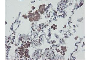 Image no. 2 for anti-RNA Binding Protein with Multiple Splicing (RBPMS) antibody (ABIN1500647) (RBPMS antibody)