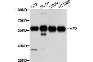 Western blot analysis of extract of various cells, using ME2 antibody. (NAD-ME antibody)