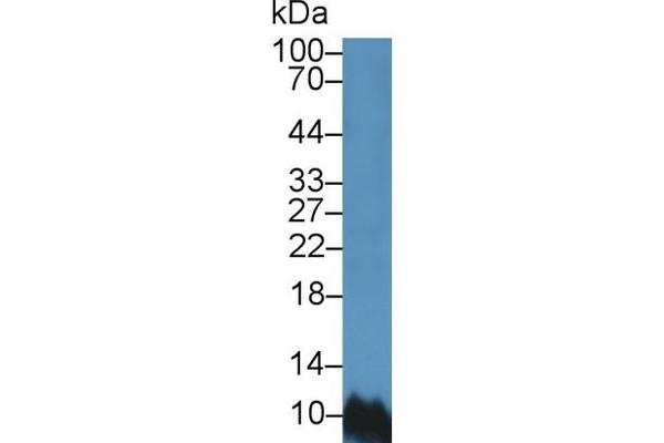 BANF1 antibody  (AA 2-89)