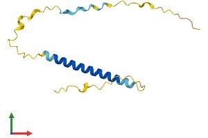 AlphaFold protein structure predicition of Human Recombinant TSACC Protein, UniprotID Q96A04 (TSACC/C1orf182 Protein (AA 1-125) (His tag))