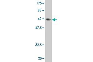 Western Blot detection against Immunogen (58. (PLSCR3 antibody  (AA 1-295))