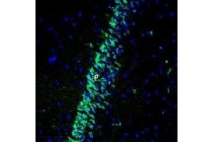 Expression of Gastric inhibitory polypeptide receptor in rat hippocampus - Immunohistochemical staining of perfusion-fixed frozen rat brain sections using Anti-GIPR (extracellular) Antibody (ABIN7043209, ABIN7044412 and ABIN7044413), (1:400), followed by anti-rabbit-Alexa-488 antibody. (GIPR antibody  (Extracellular))